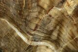 Polished Petrified Wood Slab - Saddle Mountain, WA #253713-1